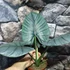 Kép 5/9 - Alocasia bisma
