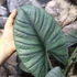 Kép 8/9 - Alocasia bisma