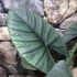 Kép 9/9 - Alocasia bisma