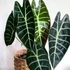Kép 1/10 - Alocasia longiloba 'Watsoniana'