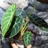 Kép 2/10 - Alocasia longiloba 'Watsoniana'