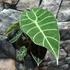 Kép 3/10 - Alocasia longiloba 'Watsoniana'