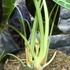 Kép 6/10 - Alocasia longiloba 'Watsoniana'