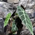 Kép 4/10 - Alocasia longiloba 'Watsoniana'