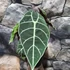 Kép 5/10 - Alocasia longiloba 'Watsoniana'