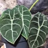 Kép 7/10 - Alocasia longiloba 'Watsoniana'
