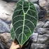 Kép 8/10 - Alocasia longiloba 'Watsoniana'