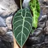 Kép 10/10 - Alocasia longiloba 'Watsoniana'