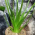 Kép 6/6 - Alocasia 'Tiny Dancer'