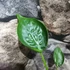 Kép 4/6 - Alocasia 'Tiny Dancer'