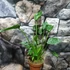Kép 3/6 - Alocasia 'Tiny Dancer'