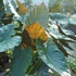 Kép 1/9 - Alocasia wentii