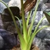 Kép 7/9 - Alocasia wentii