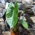 Kép 6/9 - Alocasia wentii