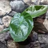 Kép 5/9 - Alocasia wentii