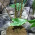 Kép 3/7 - Alocasia tigrina
