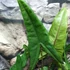 Kép 2/7 - Alocasia tigrina