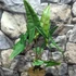Kép 4/7 - Alocasia tigrina
