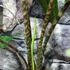 Kép 5/7 - Alocasia tigrina