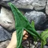 Kép 7/7 - Alocasia tigrina