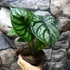 Kép 4/7 - Alocasia 'Dragon Scale'