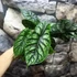 Kép 7/7 - Alocasia 'Dragon Scale'