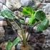 Kép 8/12 - Alocasia macrorrhiza 'Stingray'