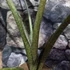 Kép 9/12 - Alocasia macrorrhiza 'Stingray'