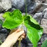 Kép 10/12 - Alocasia macrorrhiza 'Stingray'
