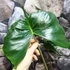 Kép 11/12 - Alocasia macrorrhiza 'Stingray'