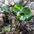 Kép 1/12 - Alocasia macrorrhiza 'Stingray'
