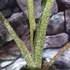 Kép 7/12 - Alocasia macrorrhiza 'Stingray'