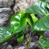 Kép 3/12 - Alocasia macrorrhiza 'Stingray'