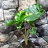Kép 2/12 - Alocasia macrorrhiza 'Stingray'