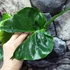 Kép 4/12 - Alocasia macrorrhiza 'Stingray'