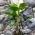 Kép 6/12 - Alocasia macrorrhiza 'Stingray'