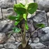 Kép 5/12 - Alocasia macrorrhiza 'Stingray'