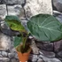 Kép 3/16 - Alocasia 'Regal Shield' - óriás elefántfül