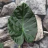 Kép 4/16 - Alocasia 'Regal Shield' - óriás elefántfül