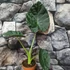 Kép 2/16 - Alocasia 'Regal Shield' - óriás elefántfül