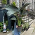 Kép 1/14 - Alocasia 'Regal Shield' - óriás elefántfül