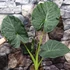 Kép 7/13 - Alocasia 'Regal Shield' - óriás elefántfül