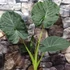 Kép 13/13 - Alocasia 'Regal Shield' - óriás elefántfül