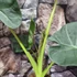 Kép 10/13 - Alocasia 'Regal Shield' - óriás elefántfül