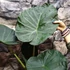 Kép 11/14 - Alocasia 'Regal Shield' - óriás elefántfül