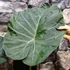 Kép 12/14 - Alocasia 'Regal Shield' - óriás elefántfül