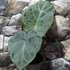 Kép 3/14 - Alocasia 'Regal Shield' - óriás elefántfül
