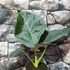 Kép 2/14 - Alocasia 'Regal Shield' - óriás elefántfül