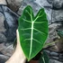 Kép 4/8 - Alocasia Frydek