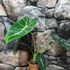 Kép 5/8 - Alocasia Frydek